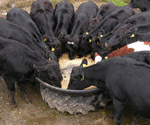JFC Round Feed Trough (Tyre Platform)